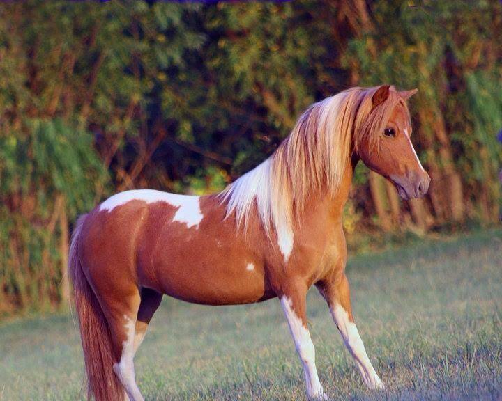 American Miniature Horse - Lucky Four Rebelchase Real Ritzy